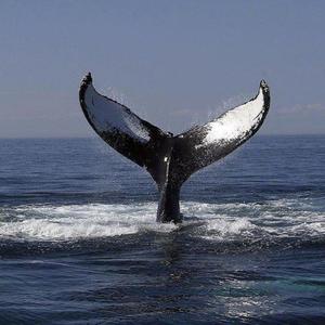 边境玩越南小女孩纪实
